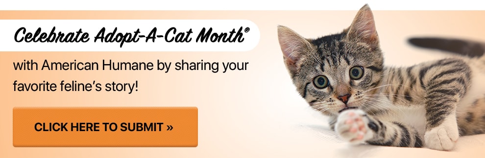 kitten adoption websites