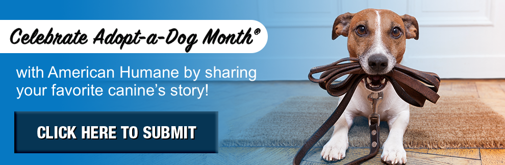 Adopt A Dog Month American Humane American Humane Adopt A Dog Month American Humane American Humane