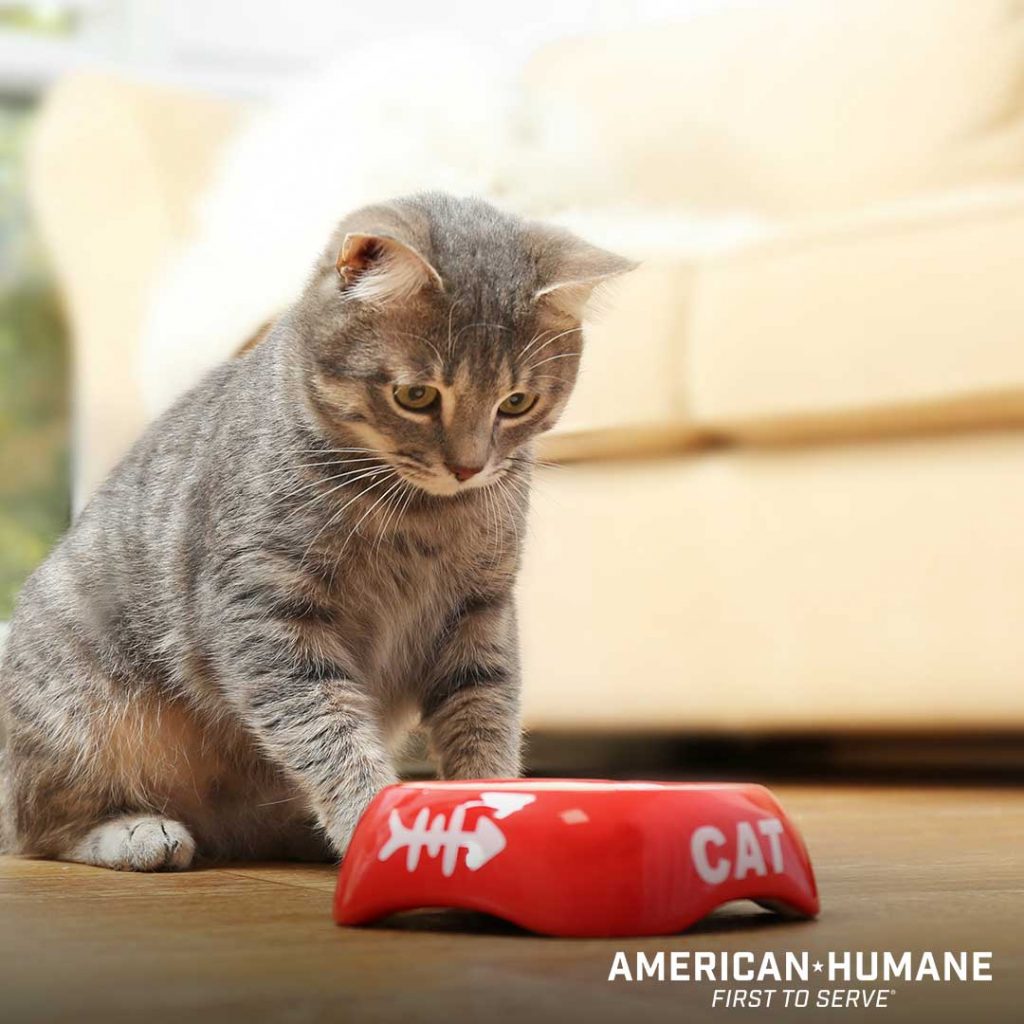 Feline Diabetes American Humane American Humane