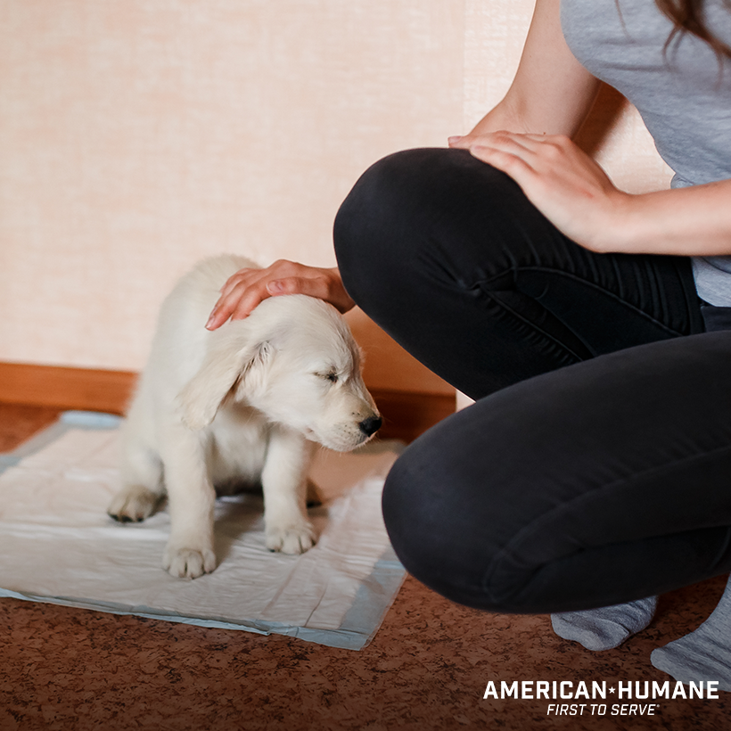 Housetraining Puppies Dogs American Humane American Humane