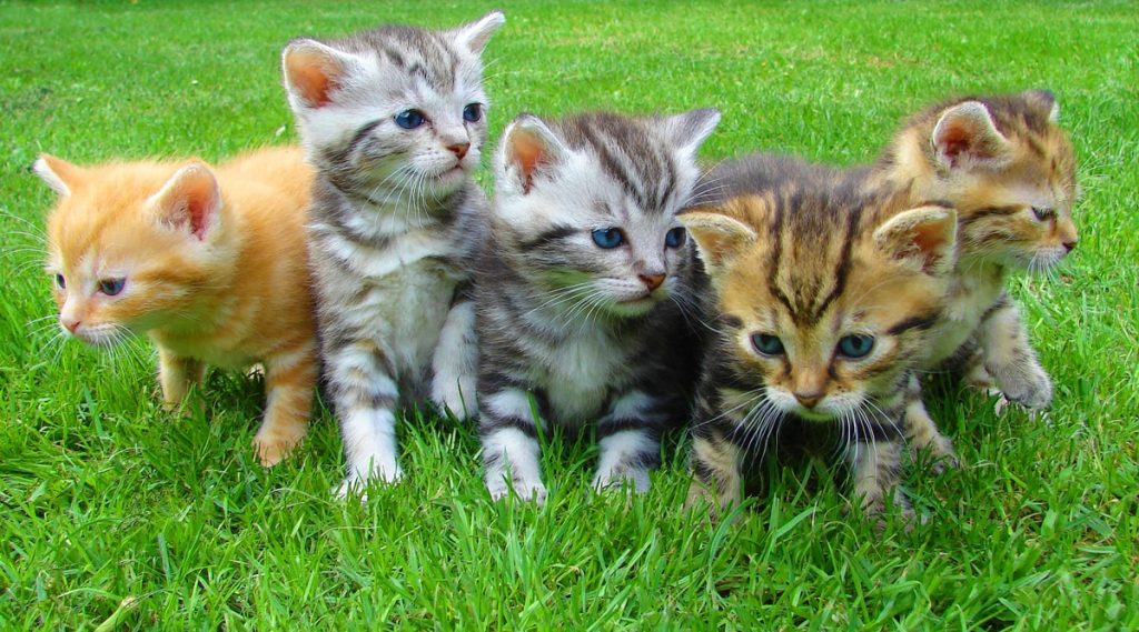 animals-cats-cute-45170-min-1024x569.jpg