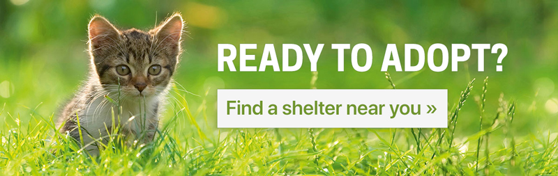 Cat Adoption Checklist - American Humane - American Humane