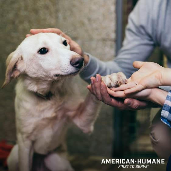 Are You Ready to Own a Pet? - American Humane - American Humane