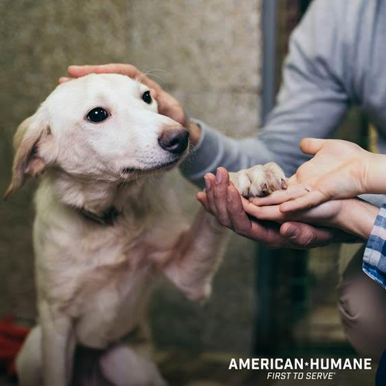 Are You Ready to Own a Pet? - American Humane - American Humane Are You Ready to Own a Pet? - American Humane - American Humane