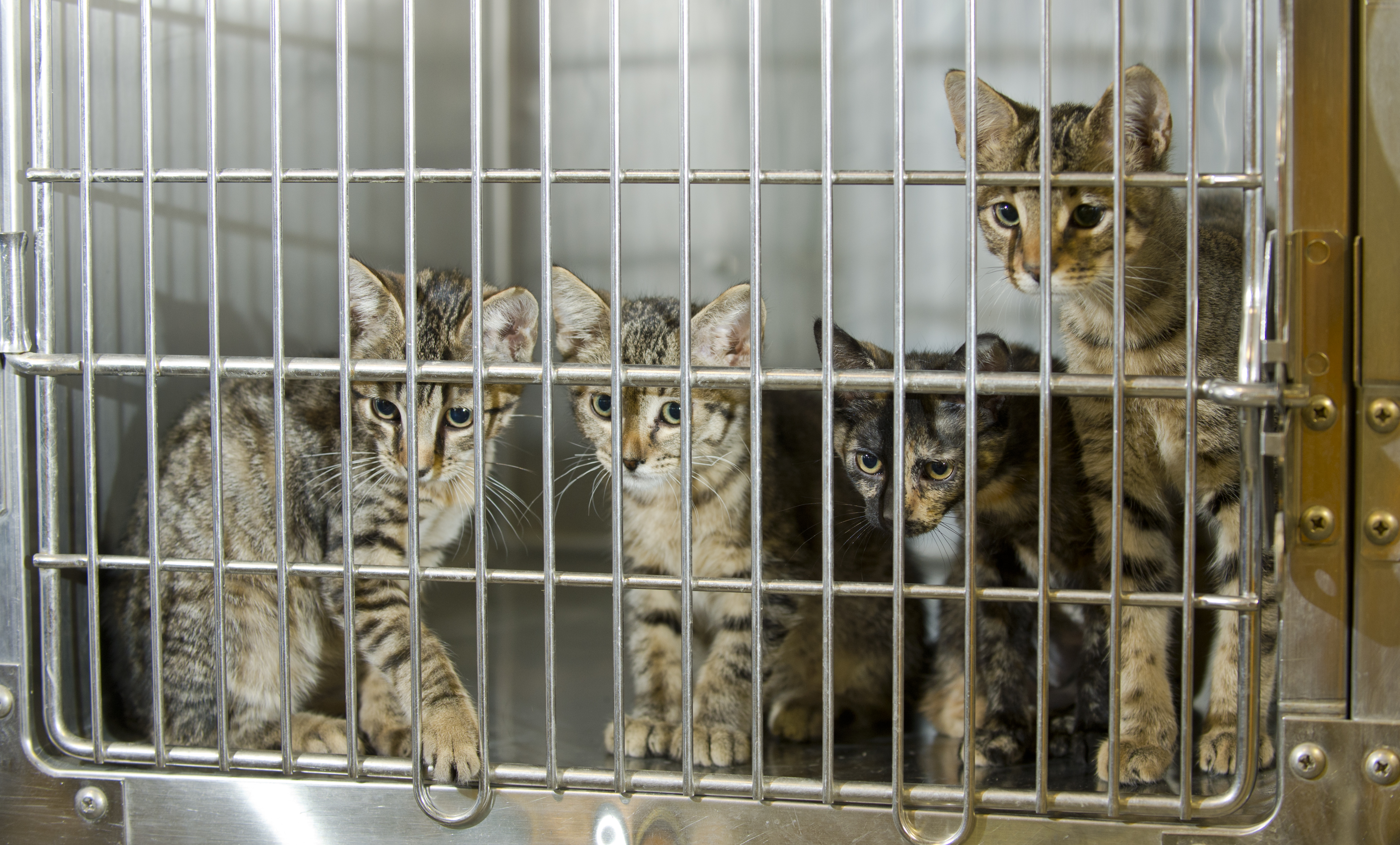 Adopt-A-Cat Month® - American Humane