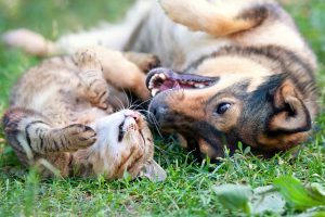 Dogs that are Good with Cats: Finding Canines that Like Felines