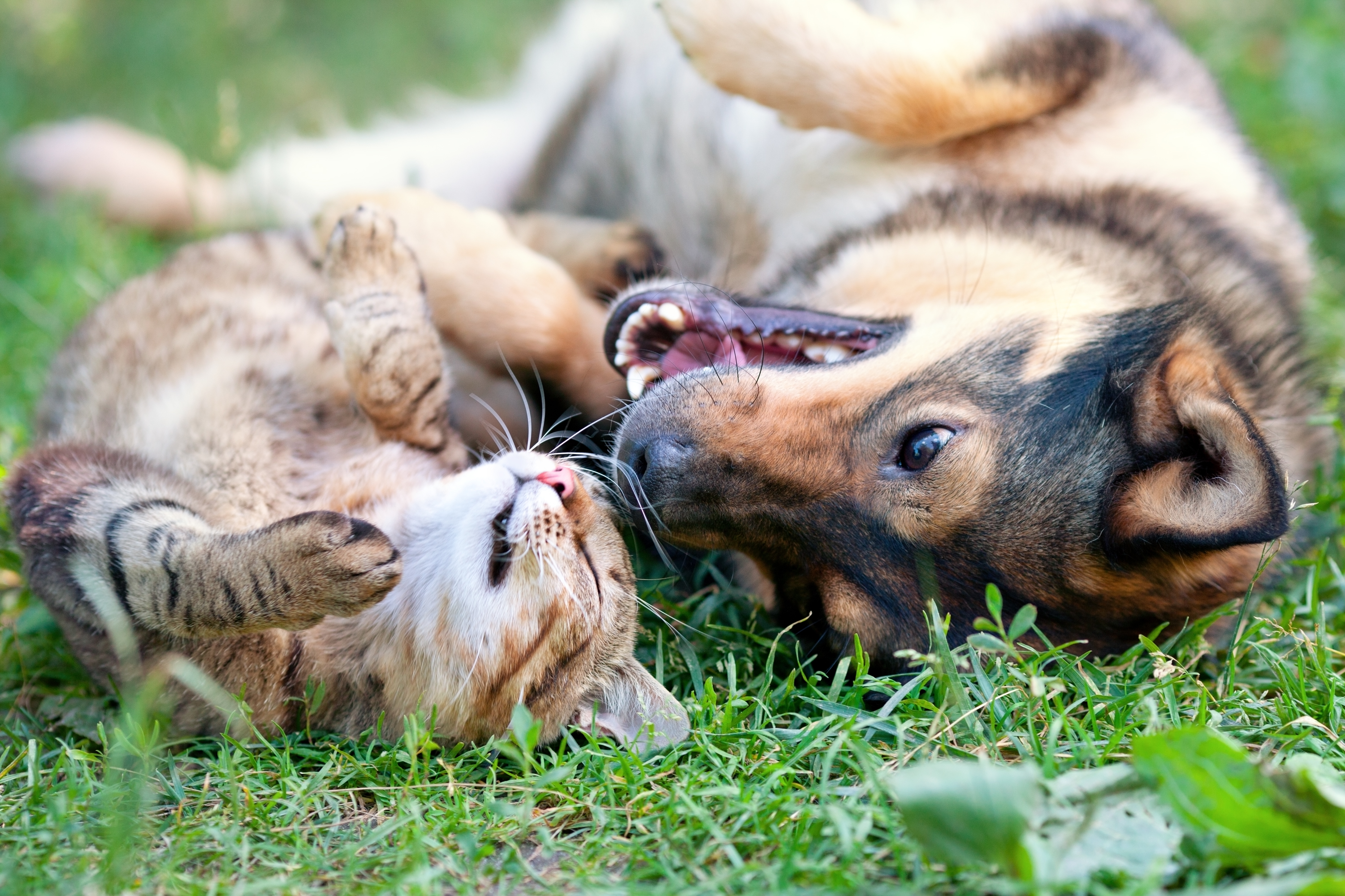 do female cats and dogs have periods