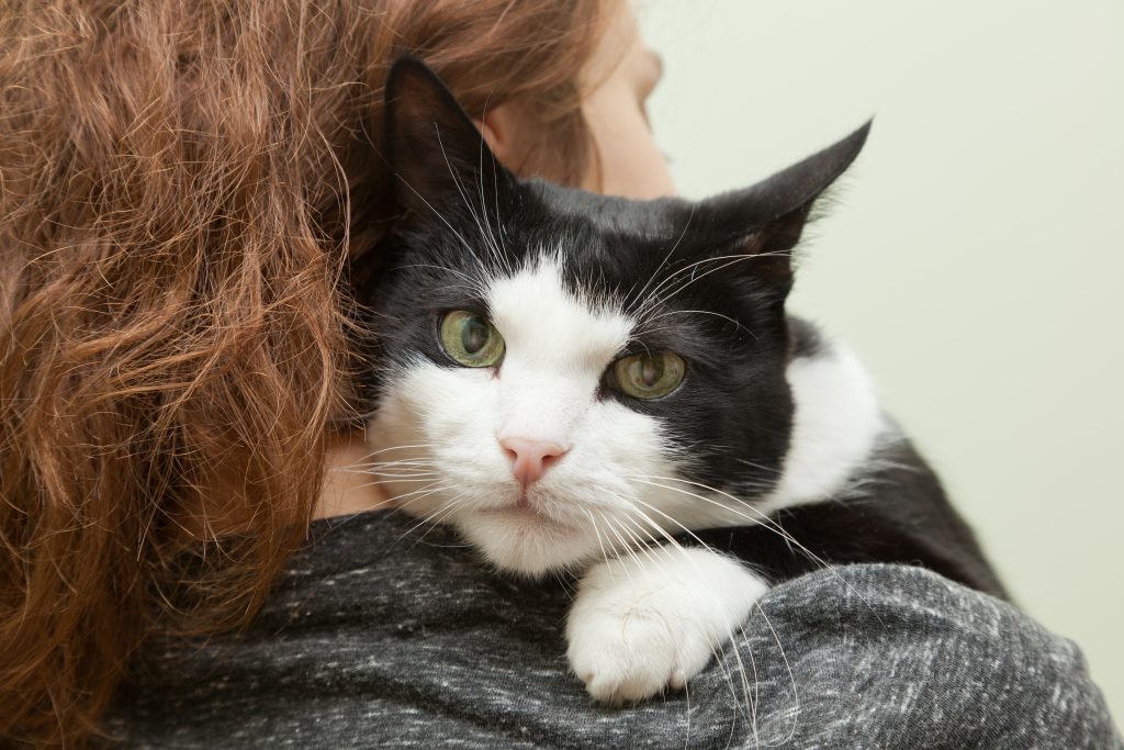 Is a Cat Right for You? - American Humane - American Humane