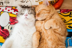 How important is it to have two cats? : r/CatAdvice