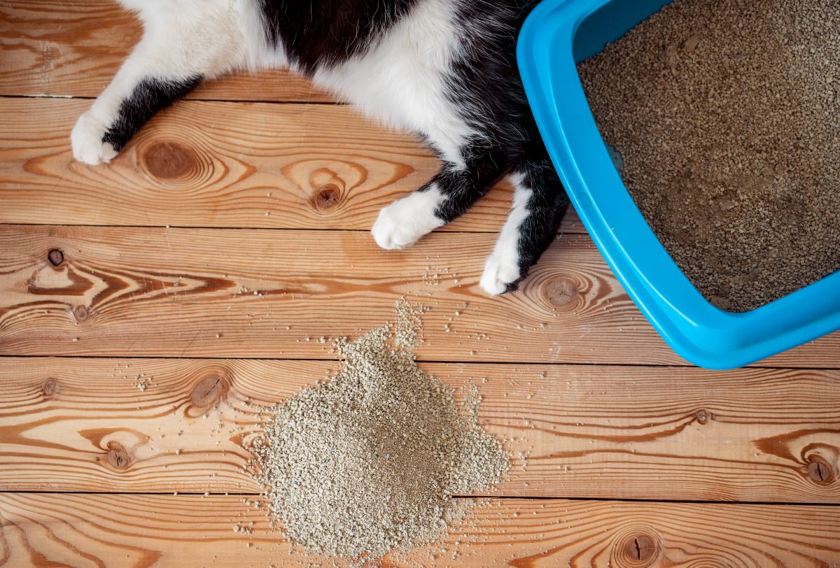 how to get cat to use litter box with door