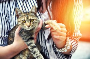 Adopting A Cat - Cat Friendly Homes