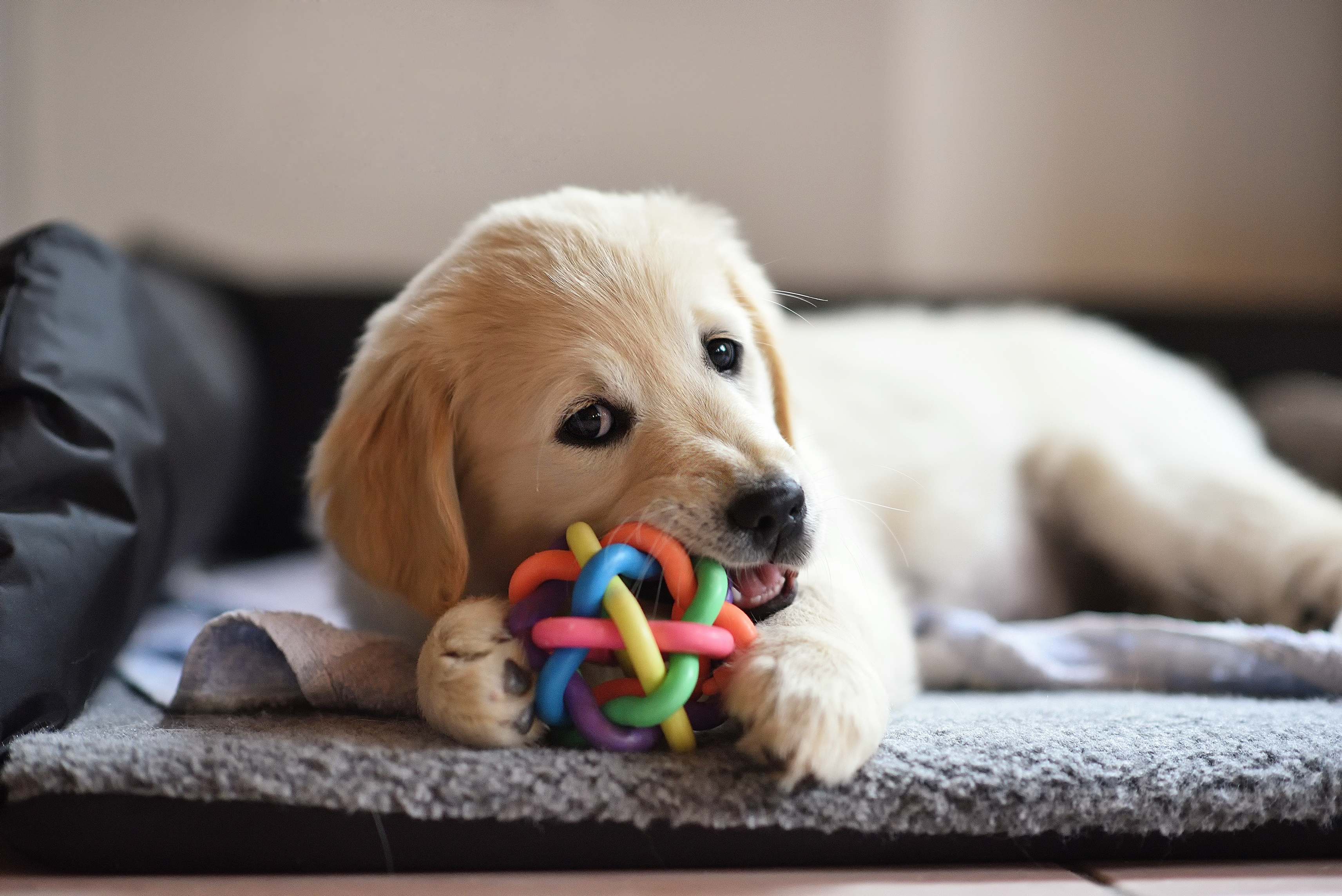 Peanut Butter Dog Toys: Fun and Delicious Entertainment