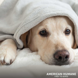 Recognizing & Caring for a Sick Pet - American Humane - American Humane