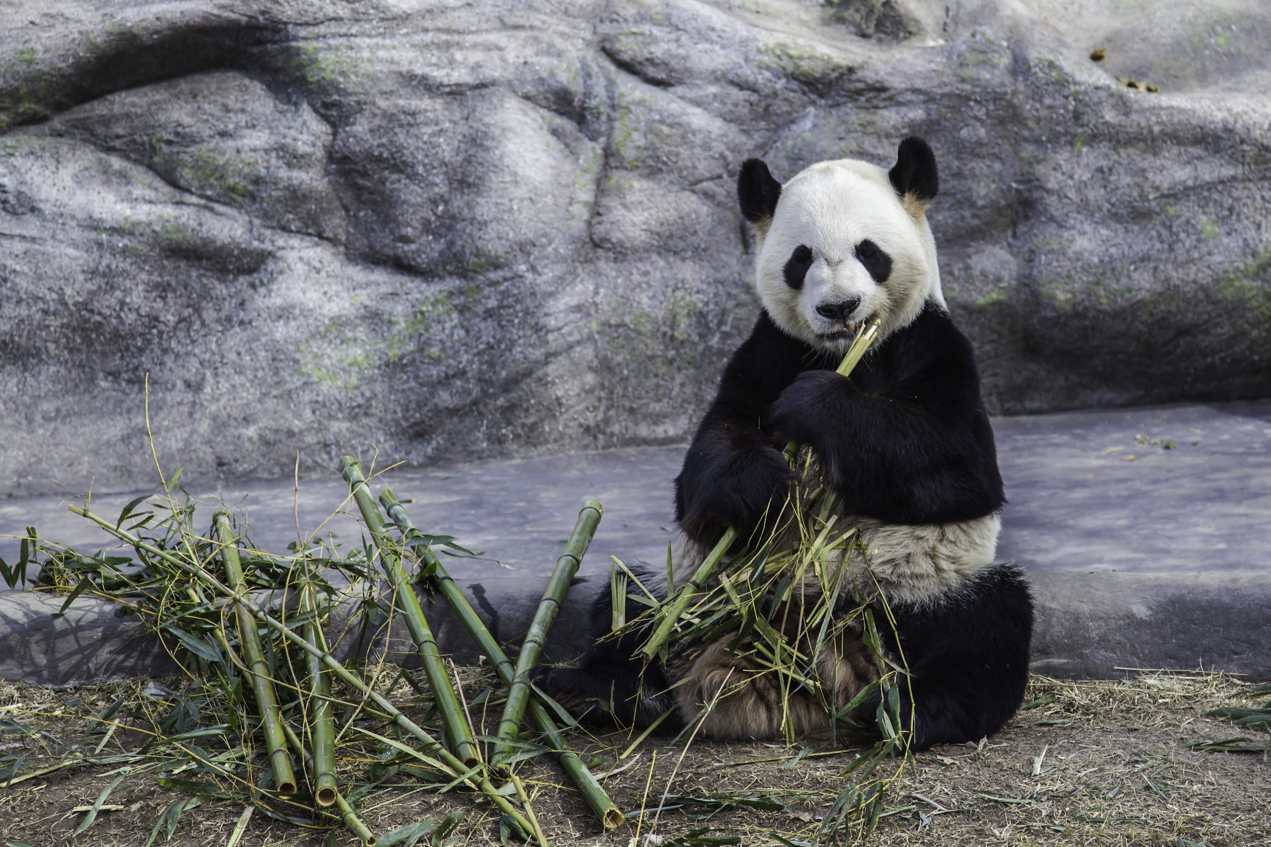 National Panda Day - American Humane - American Humane