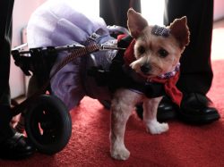 attend the Sixth Annual American Humane Association Hero Dog Awards at The Beverly Hilton Hotel on September 10, 2016 in Beverly Hills, California.