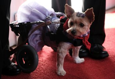 attend the Sixth Annual American Humane Association Hero Dog Awards at The Beverly Hilton Hotel on September 10, 2016 in Beverly Hills, California.