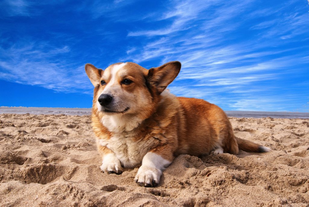 Keep Your Pet Safe and Cool All Summer Long With These Tips - American  Humane - American Humane