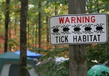 pet safety tick