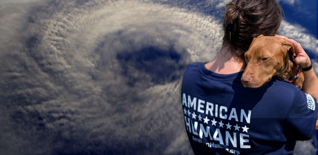 American Humane is assisting animals in South Carolina