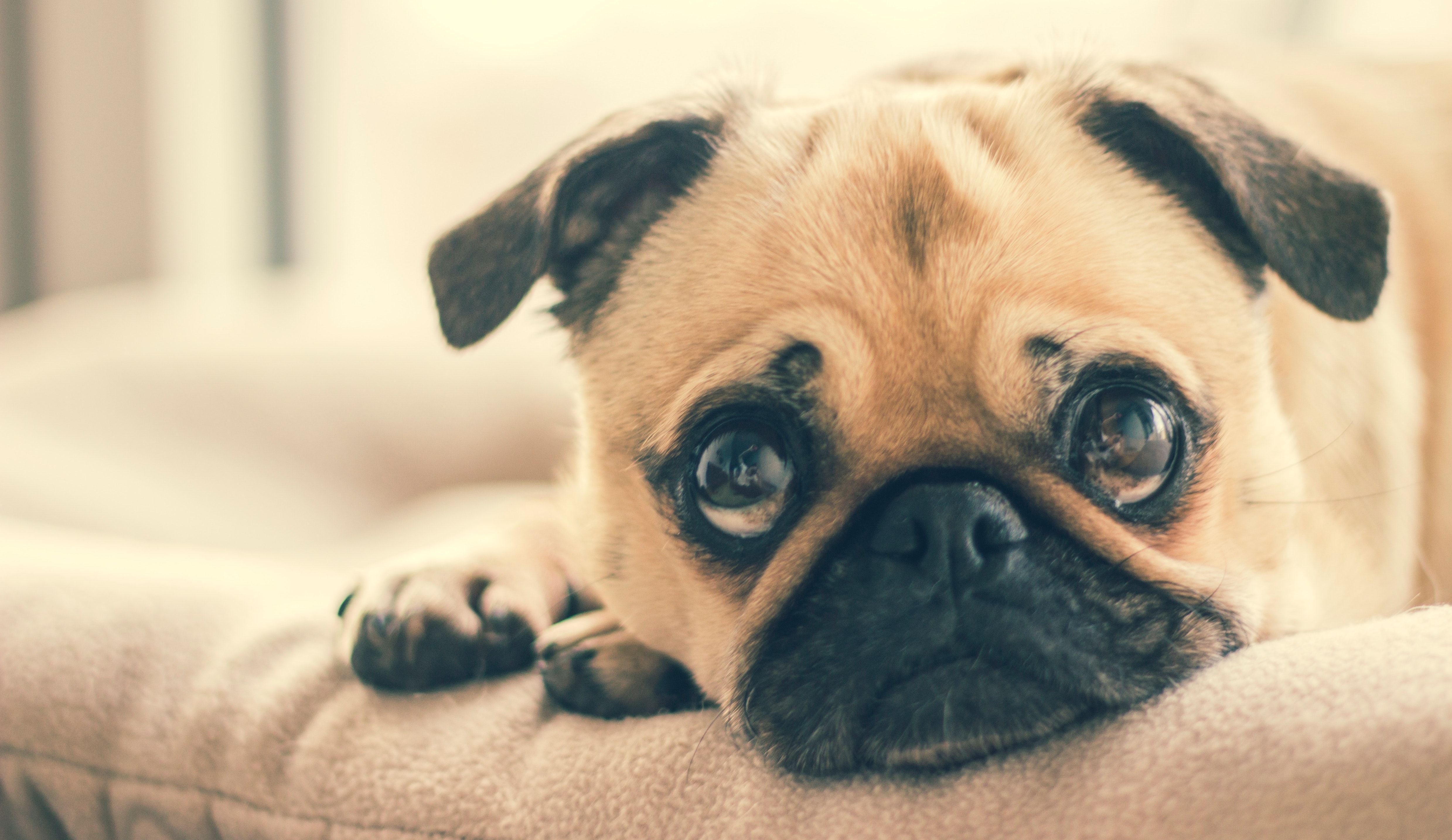 Boredom in Dogs: Signs Your Dog is Begging for Attention