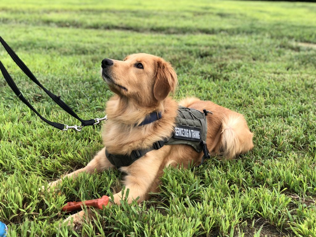<em>A golden retriever training to be a service dog (American Humane)</em>