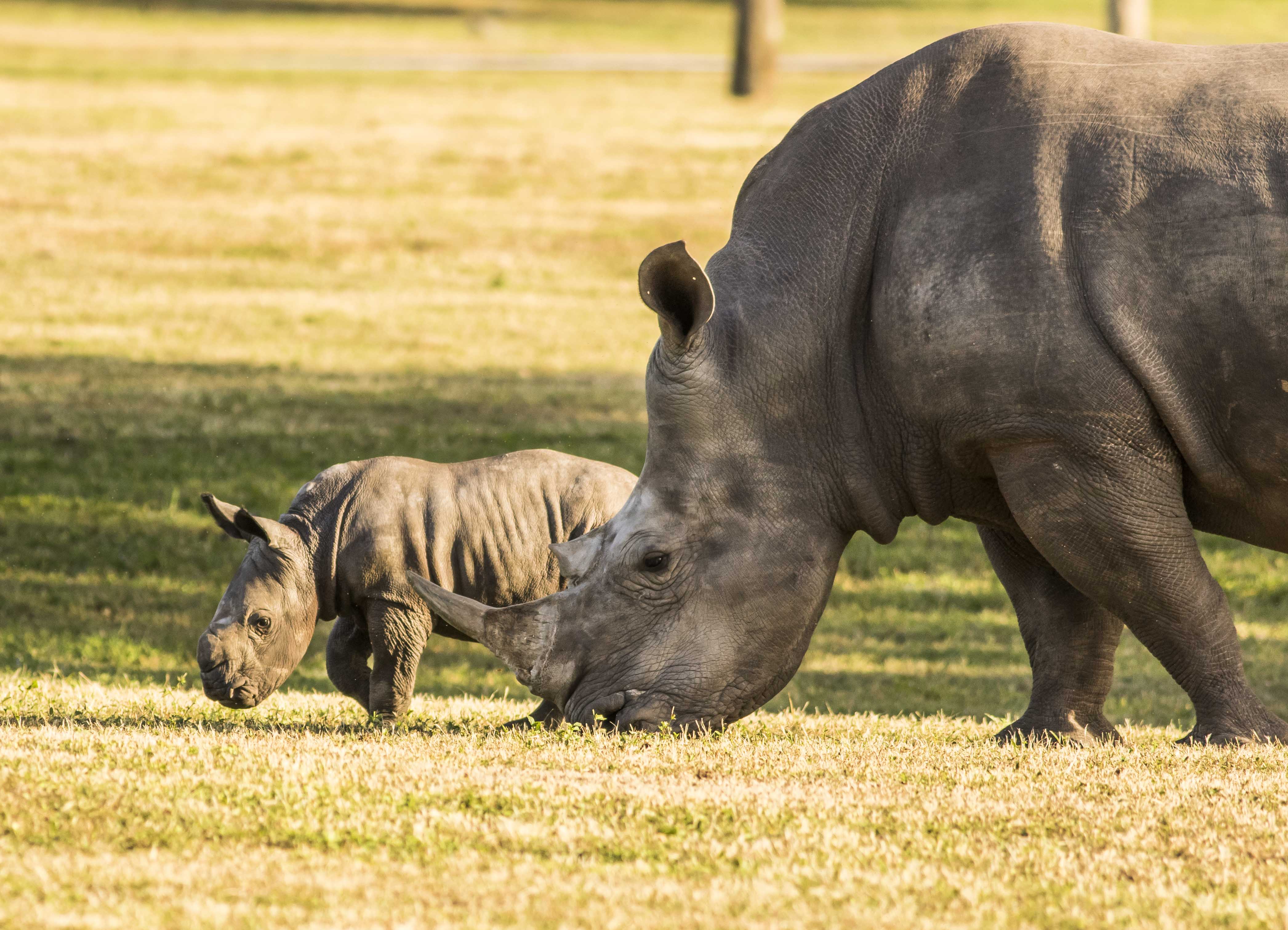 Busch Gardens Tampa Bay Earns American Humane Conservation