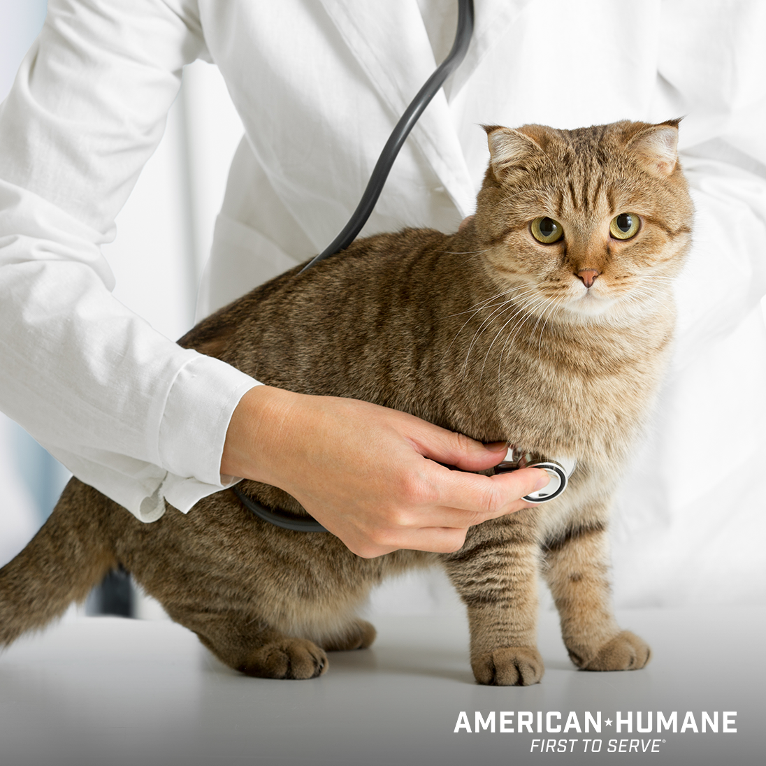 Tips for Taking Your Cat to the Veterinarian American Humane