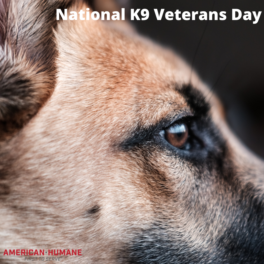 National K9 Veterans Day