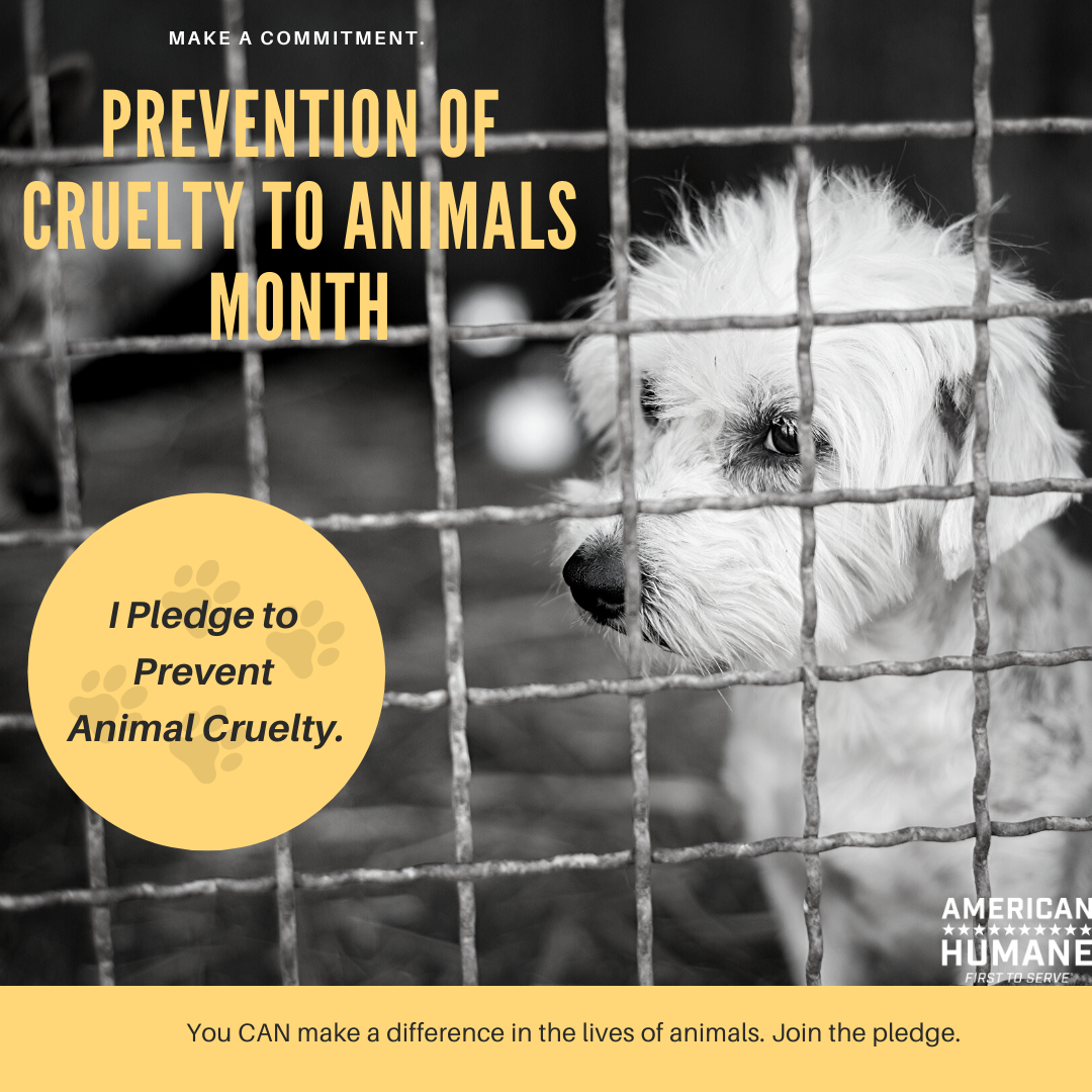 American Humane Advocates for “Prevention of Cruelty to Animals Month” -  American Humane - American Humane