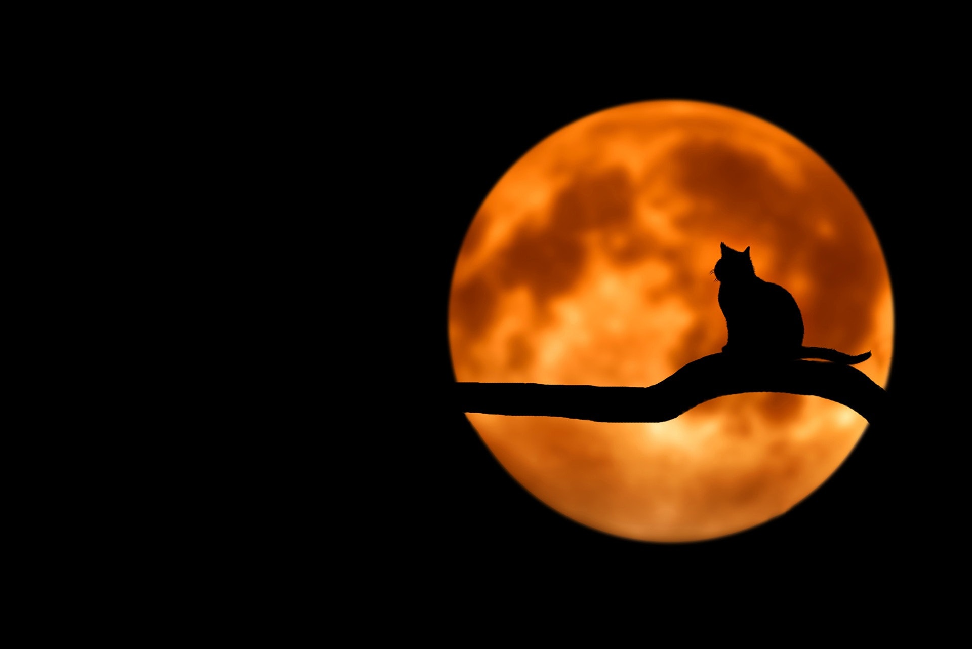 Halloween cat against moon Keep This Halloween Fun for You and Your Pets - American Humane