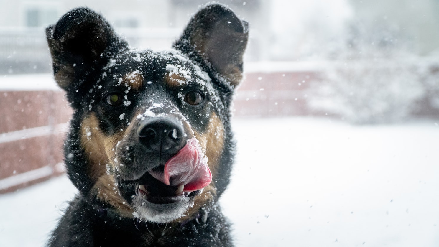 dog snow Protect Your Pets This Holiday Season - American Humane