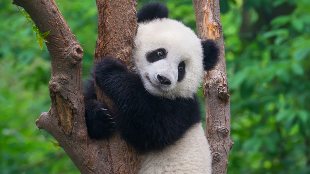 Panda Fact Sheet, Blog, Nature