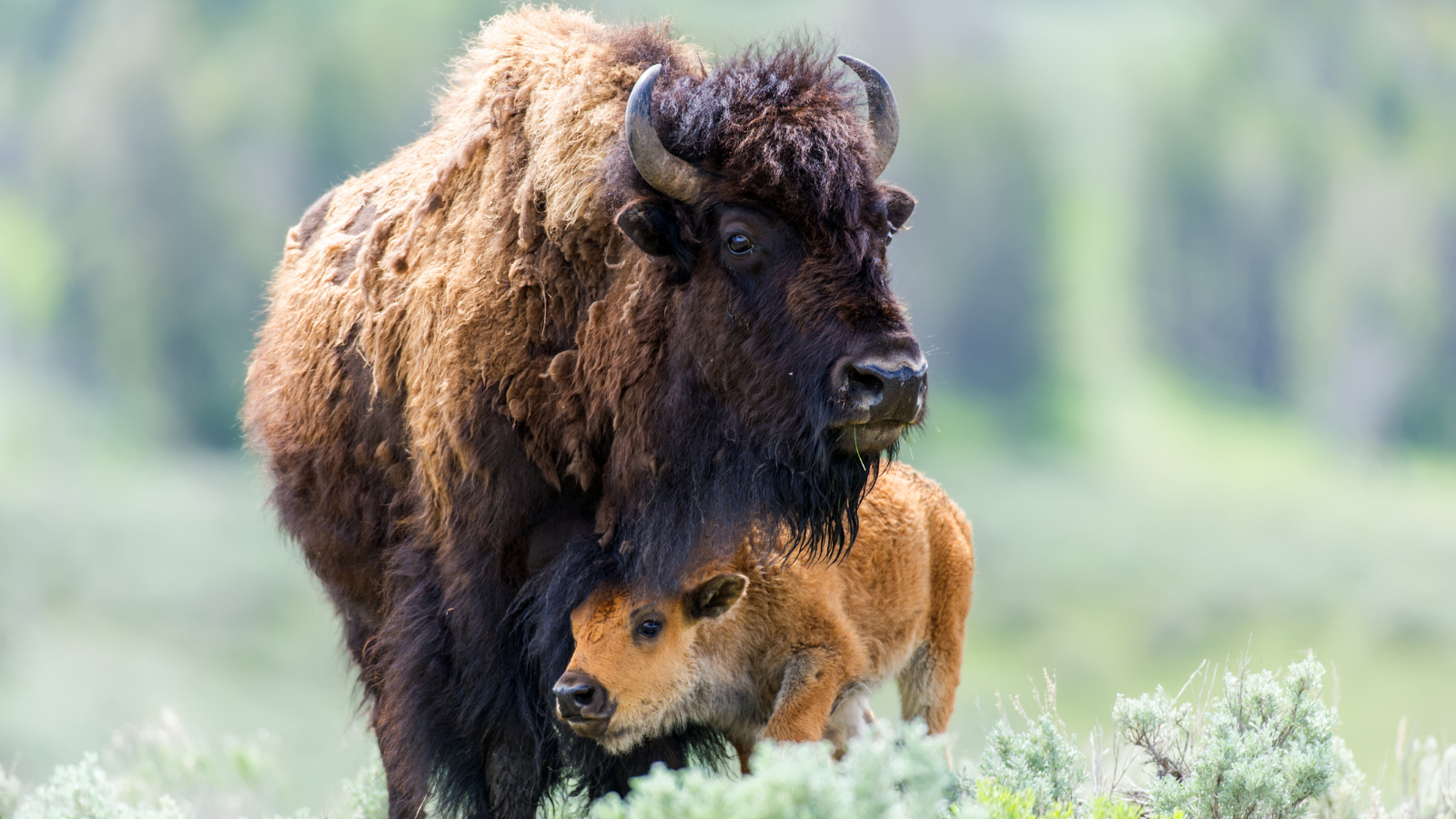 National Bison Month - American Humane - American Humane