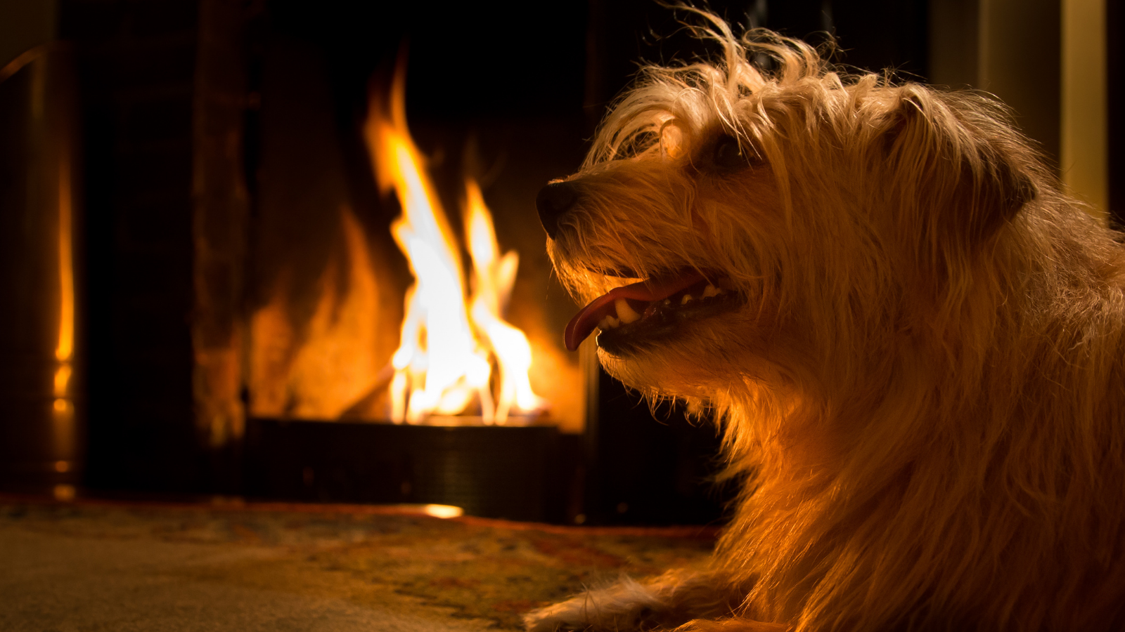 This National Pet Fire Safety Day, Keep Your Best Friends Safe