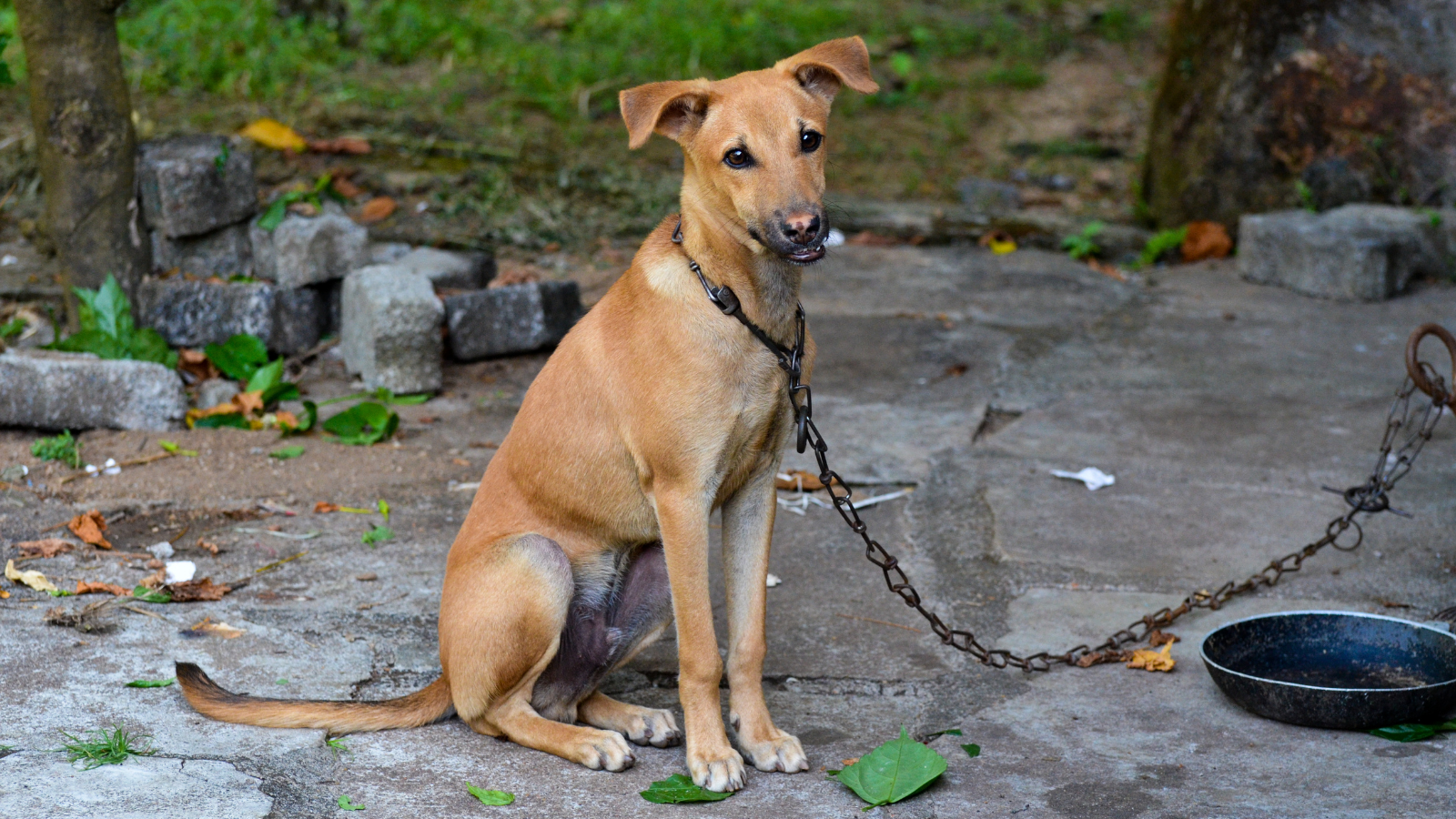 Texas Enforces Stronger Animal Cruelty Legislation - American Humane - American Humane Texas Enforces Stronger Animal Cruelty Legislation - American Humane - American Humane