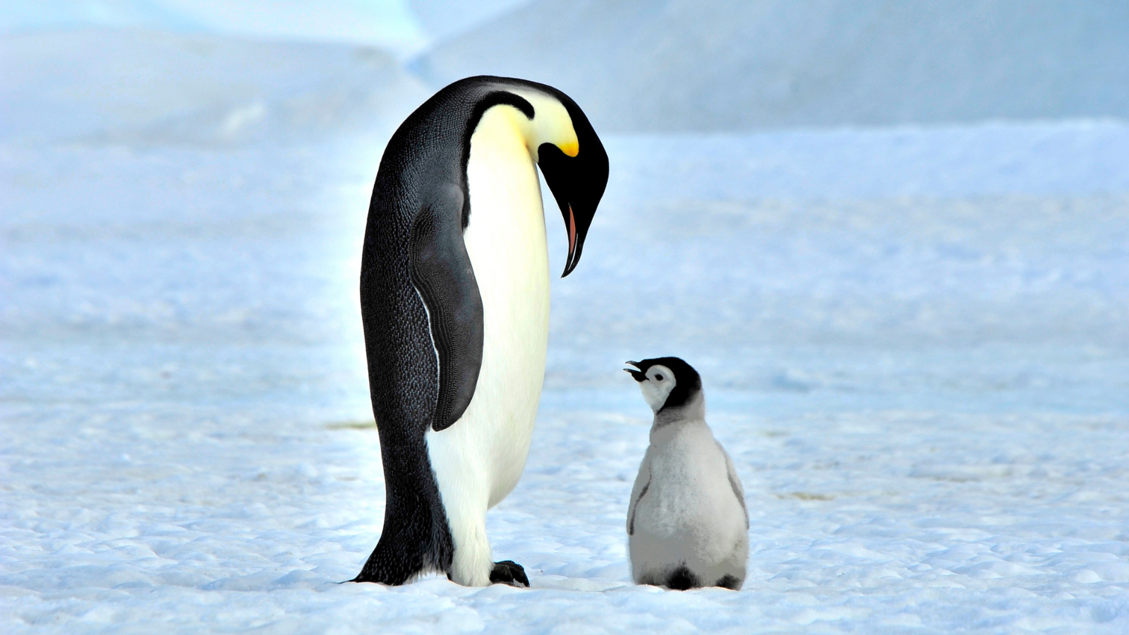 https://www.americanhumane.org/app/uploads/2022/01/Emperor-penguin2.png