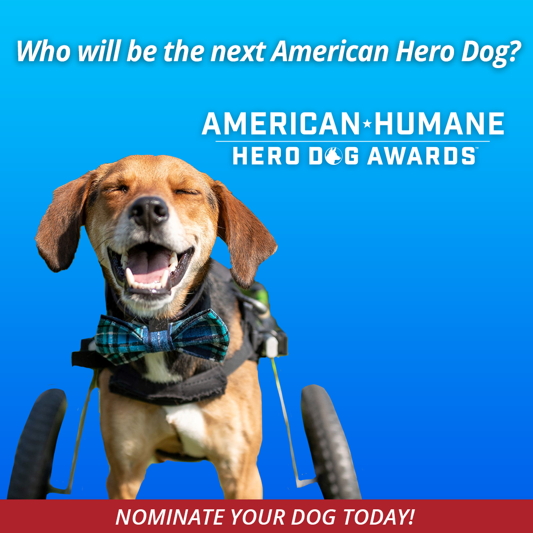 Nominations are Open for the 2022 Hero Dog Awards! American Humane