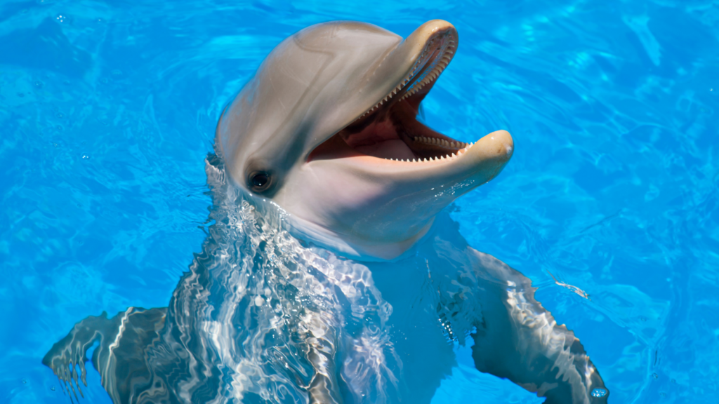 This Month is for the Dolphins! - American Humane - American Humane