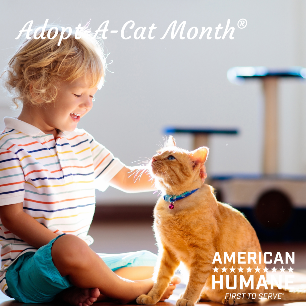 Cat Adoption Checklist - American Humane - American Humane