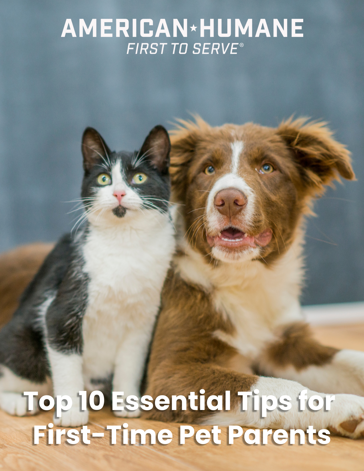 Can dogs and cats happily co-habitat, or do they just fight like cats and  dogs? - Vetmed