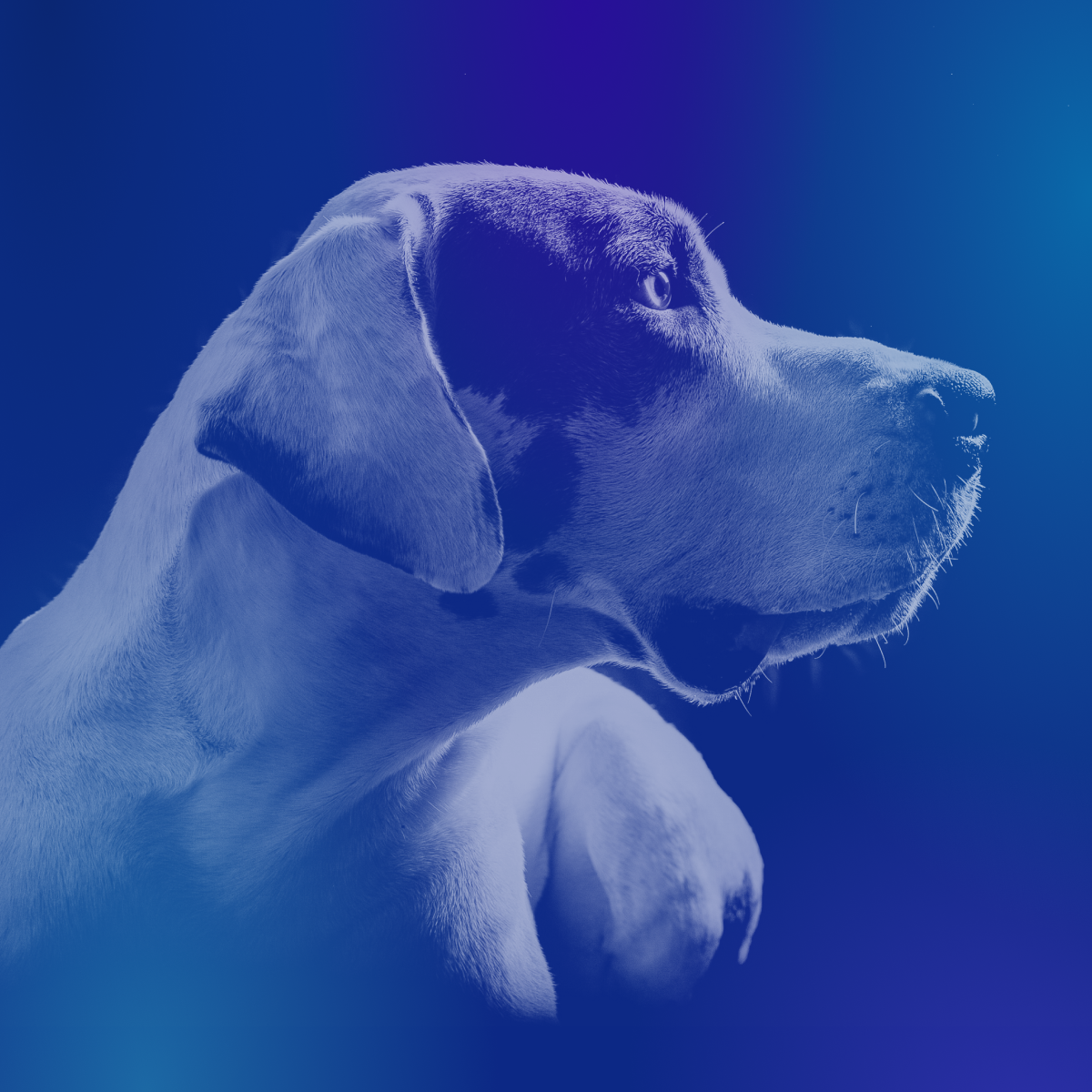 Meet The us’s Hero Canine Finalists of 2022! – American Humane