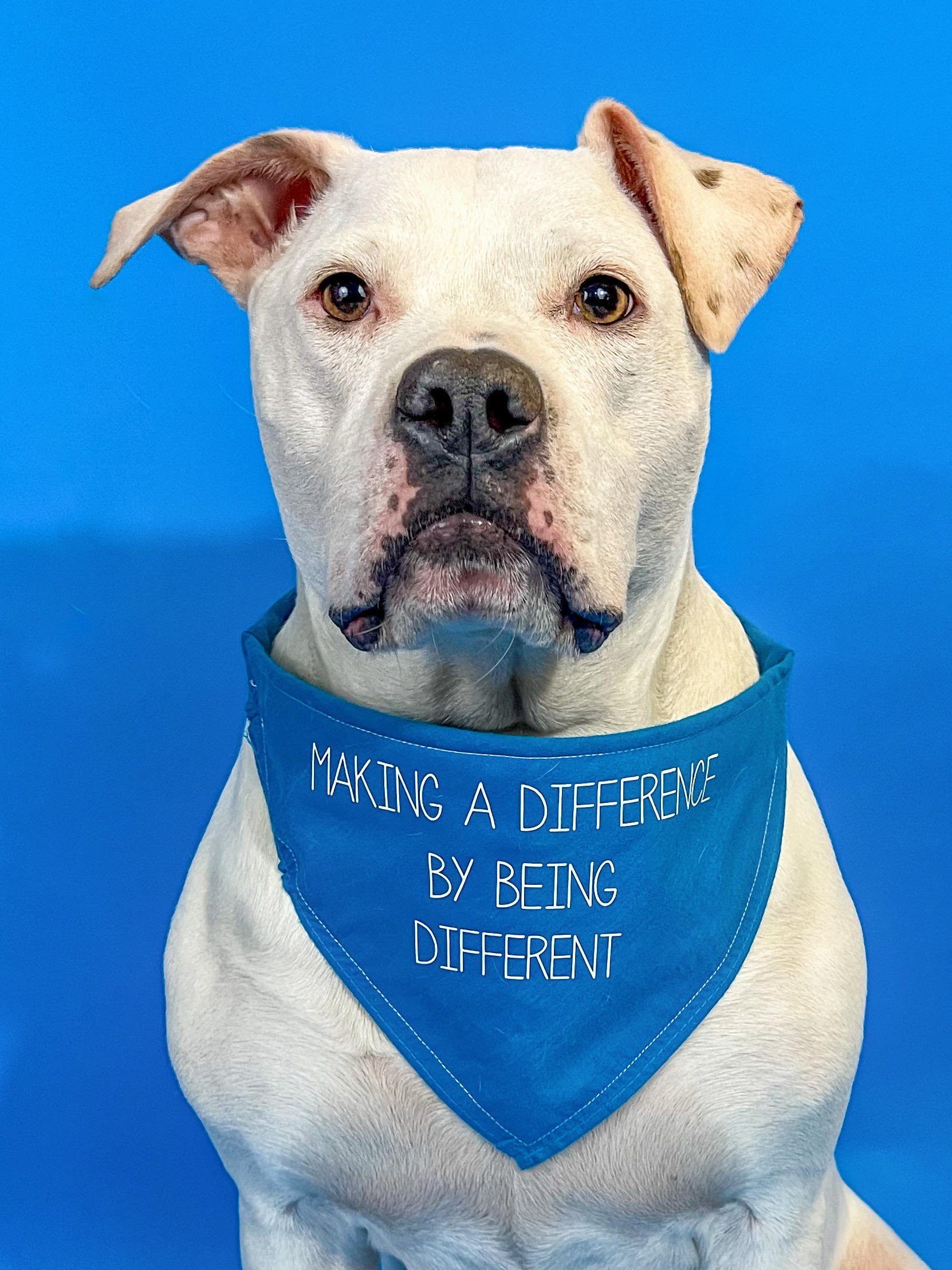 Cole the Deaf Dog, the 2022 Therapy Hero Dog American Humane