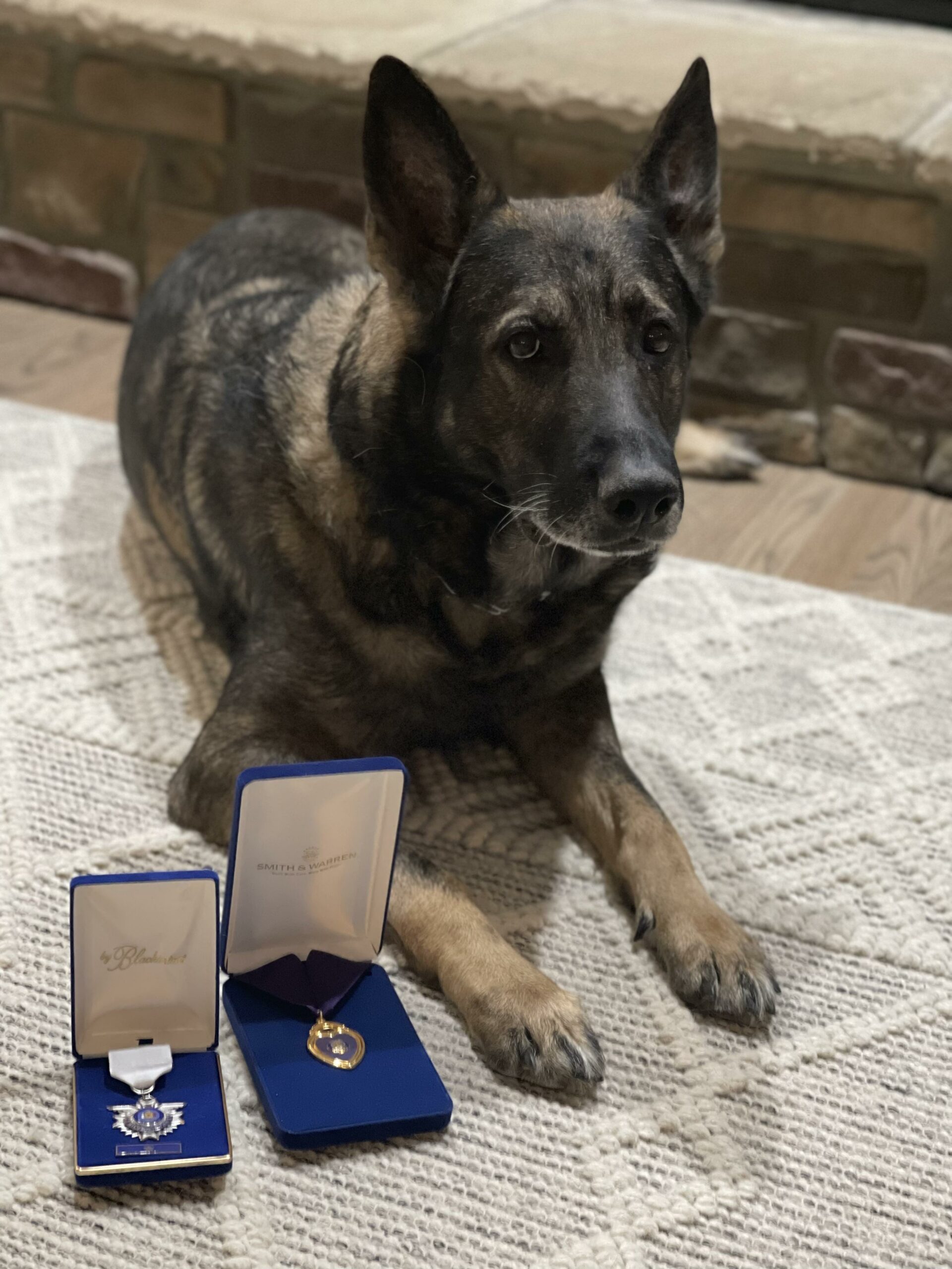 K9 Riggs 1 K9 Riggs, the 2022 Law Enforcement and Detection Hero Dog - American Humane