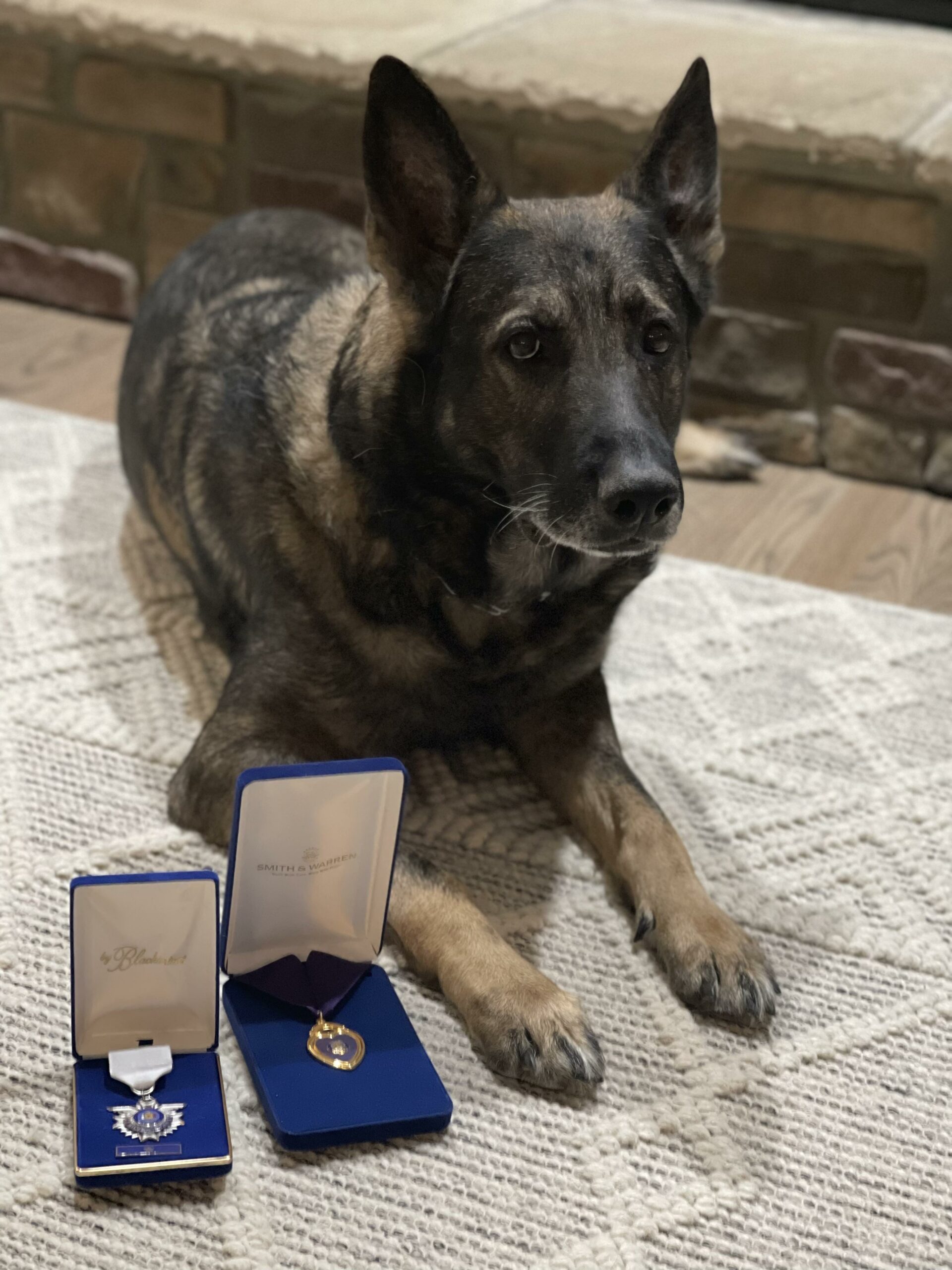 Meet America’s Hero Dog Finalists of 2022! American Humane American
