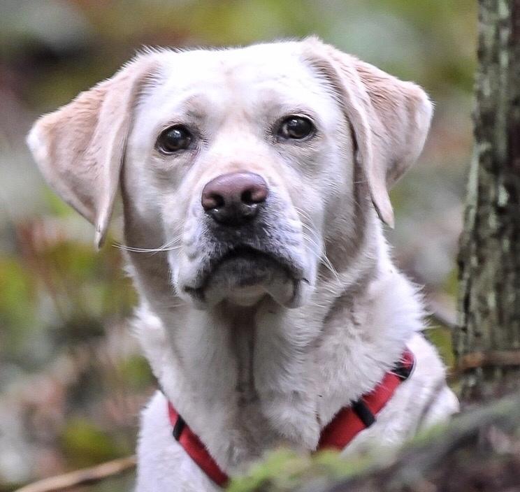 Keb Keb, the 2022 Search and Rescue Hero Dog - American Humane