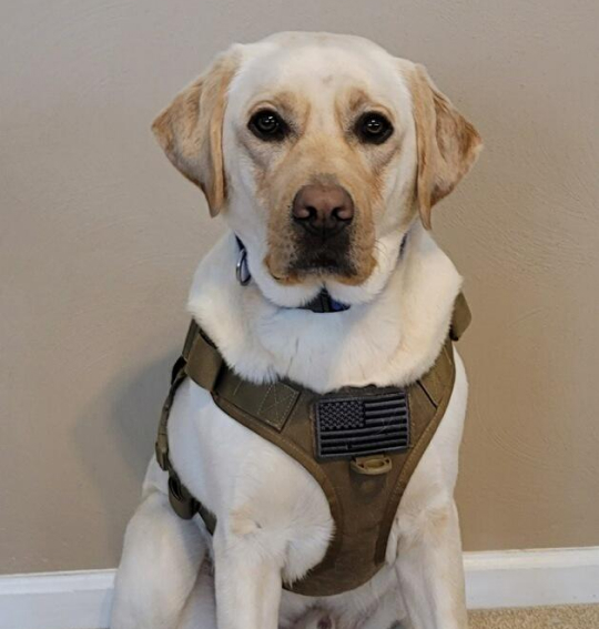 Recon Recon, the 2022 Service Hero Dog - American Humane