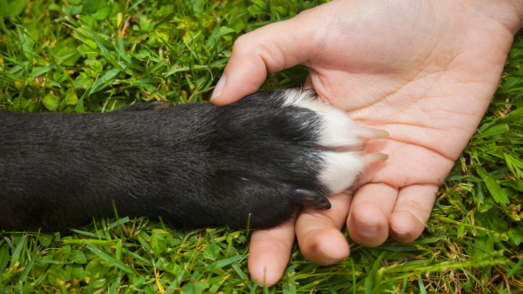 American Humane Hosts Symposium on Lessons Learned For the Humane-Animal Bond From the COVID Experience