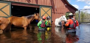 20221001 121820 Animals Recover in Aftermath of Devastating Hurricane Ian - American Humane