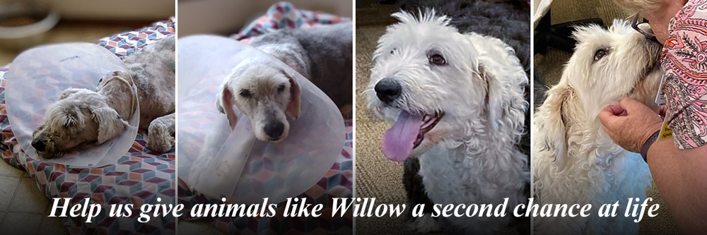 Willow was the subject of horrific animal cruelty - American Humane -  American Humane