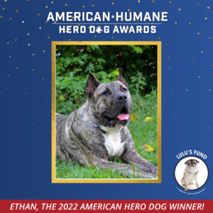Winner Ethan Named the 2022 American Hero Dog! - American Humane